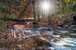 Fotobehang hert in bos ondergaande zon_24684779_DS